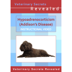 Hypoadrenocorticism (Addison’s Disease) in Dogs (Video)
