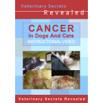 Cancer In Dogs And Cats (Video)