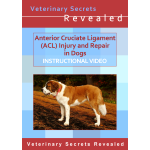 Anterior Cruciate Ligament (ACL) Injury and Repair in Dogs (Video)